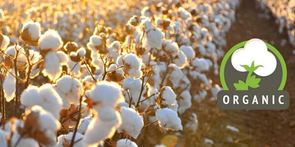 Beneficios, producción e identificación del algodón orgánico